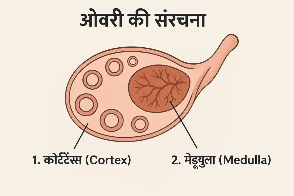 Structure of the Ovary in Hindi
