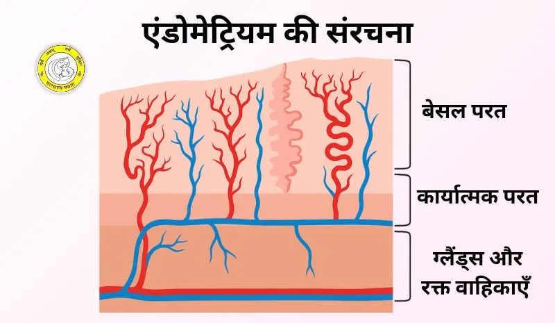 Structure of the Endometrium in Hindi