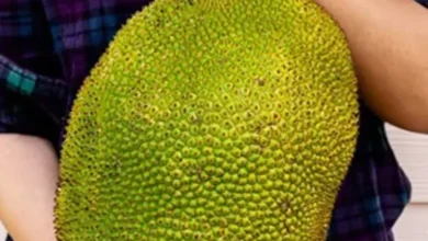 Can i eat jackfruit during pregnancy